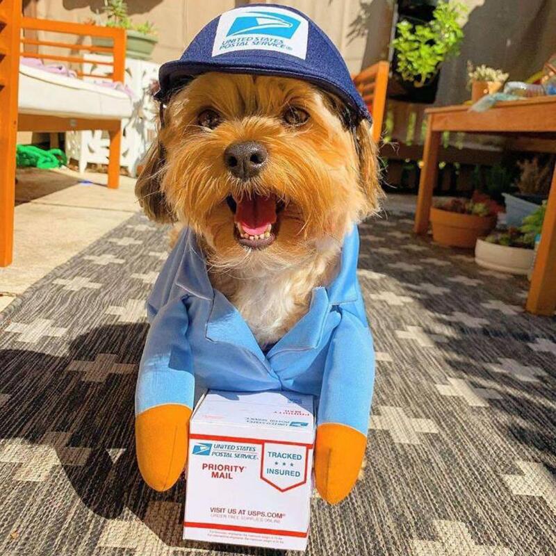 Mail Carrier Dog Costume - Funniest Halloween Dog Costumes – they made me wear it